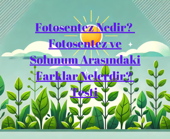 Fotosentez Nedir? Fotosentez ve Solunum Arasındaki Farklar Nelerdir? Testi
