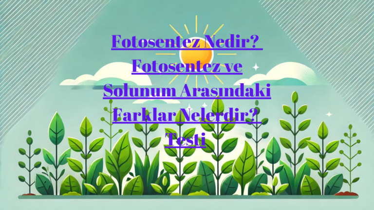 Fotosentez Nedir? Fotosentez ve Solunum Arasındaki Farklar Nelerdir? Testi