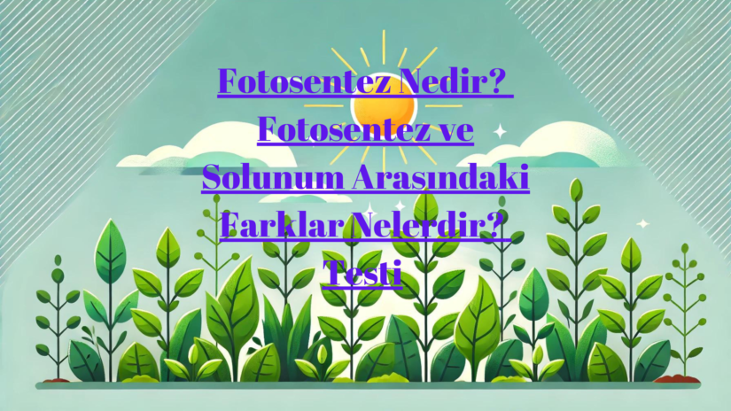 Fotosentez Nedir? Fotosentez ve Solunum Arasındaki Farklar Nelerdir? Testi