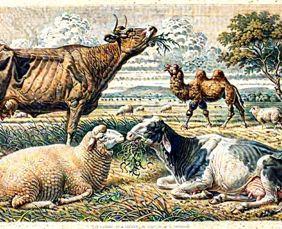 Hayvanlar Neden Geviş Getirir? Geviş Getirmenin Anatomik ve Davranışsal Sebepleri