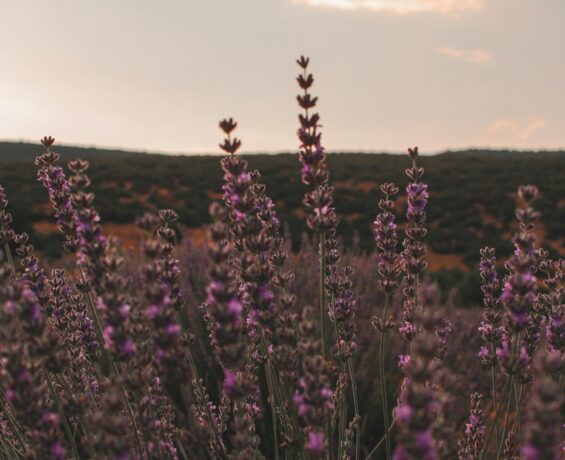 Isparta’nın Gül Kokan Köyü: Kuyucak’ta Ne Zaman Ne Yapılır?